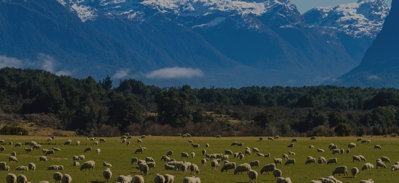 nurse Shortage Statistics New Zealand